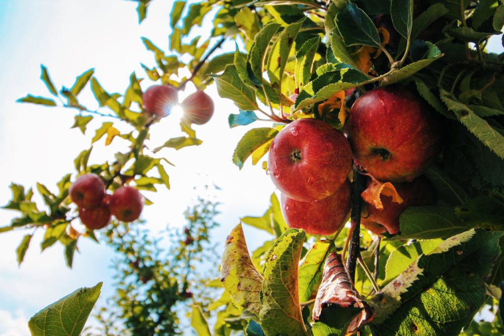 Translation in Agriculture